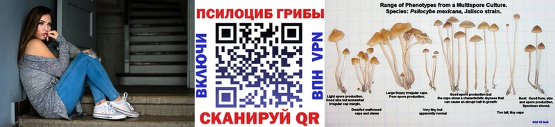 Купить закладки  Олонец  Галлюциногенные грибы GOLDEN TEACHER 